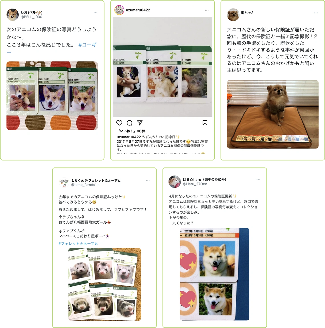 世界に1つだけのかわいい「どうぶつ健康保険証」