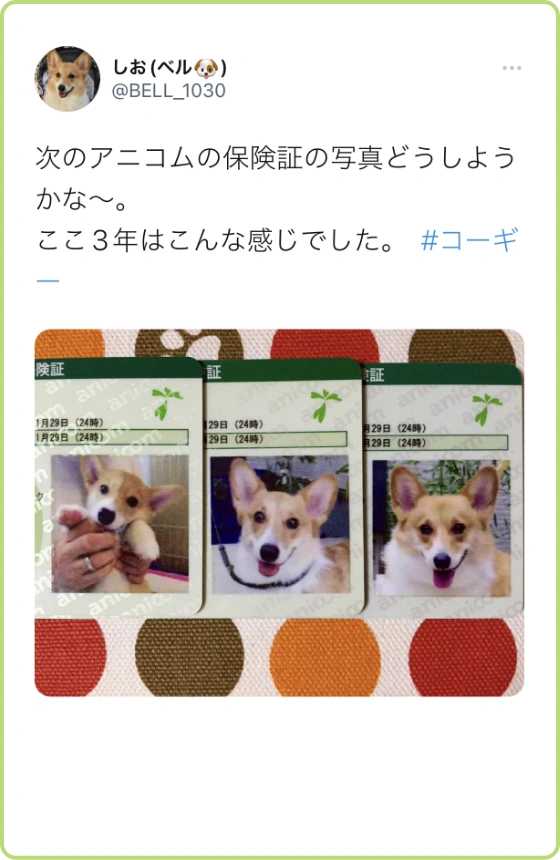 次のアニコムの保険証の写真どうしようかな