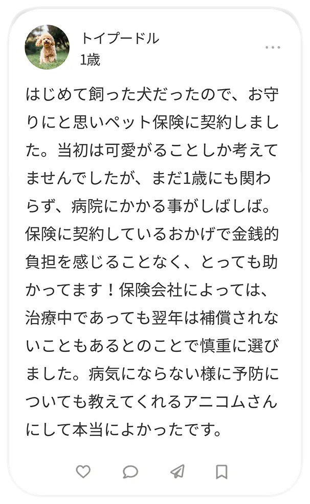 トイプードル 1歳