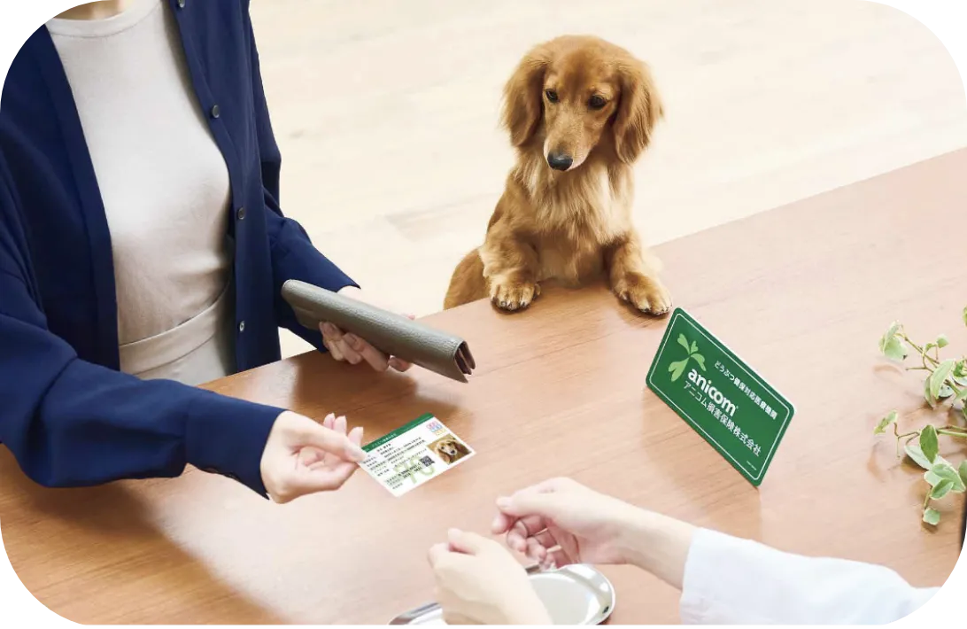 どうぶつ健康保険証を見せるだけ窓口精算