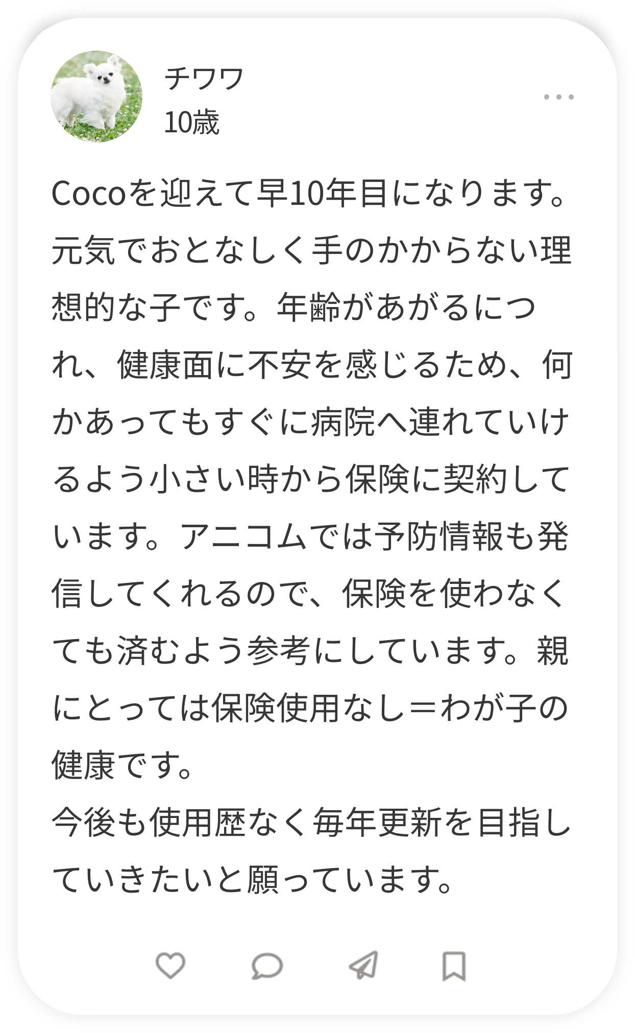 チワワ 10歳