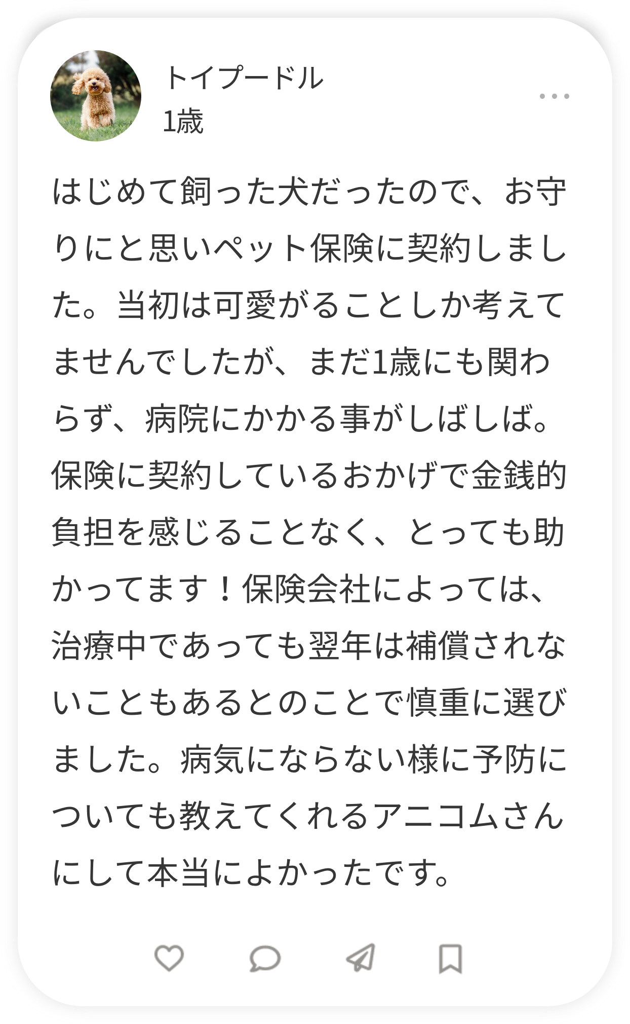 トイプードル 1歳
