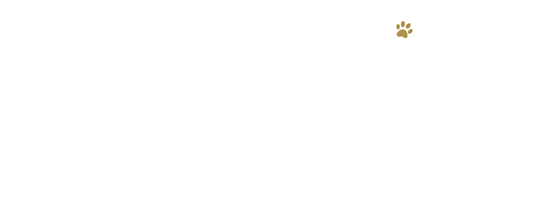 10年連続！ペット保険シェアNo.1