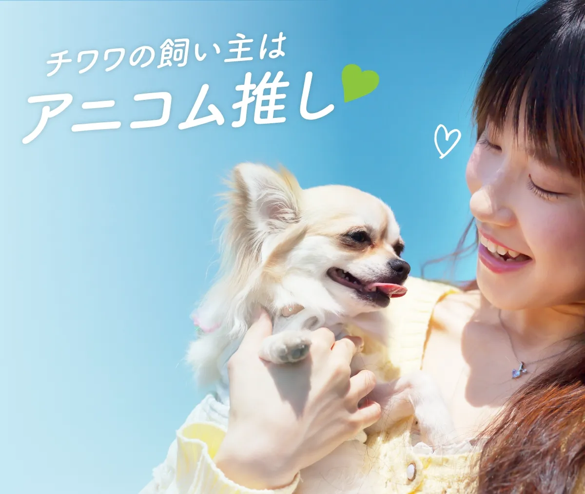 チワワの飼い主はアニコム推し♥