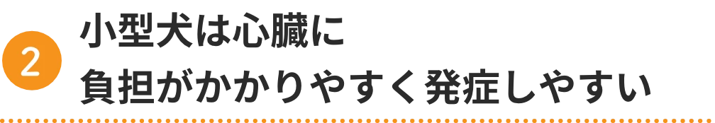 ②小型犬は心臓に負担がかかりやすく発症しやすい