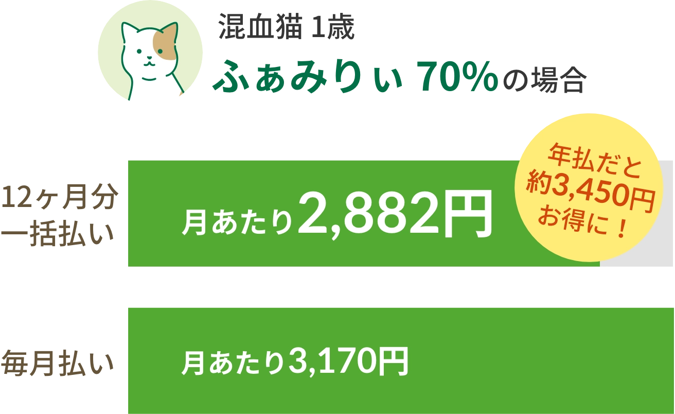 混血猫1歳【ふぁみりぃ】の場合