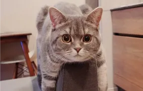 ギャラリー