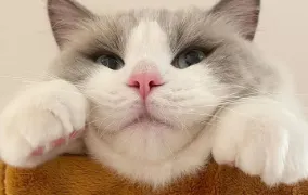 ギャラリー
