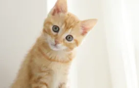 ギャラリー