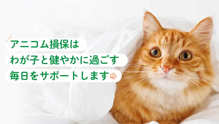 アニコム損保は、わが子と健やかに過ごす毎日をサポートします