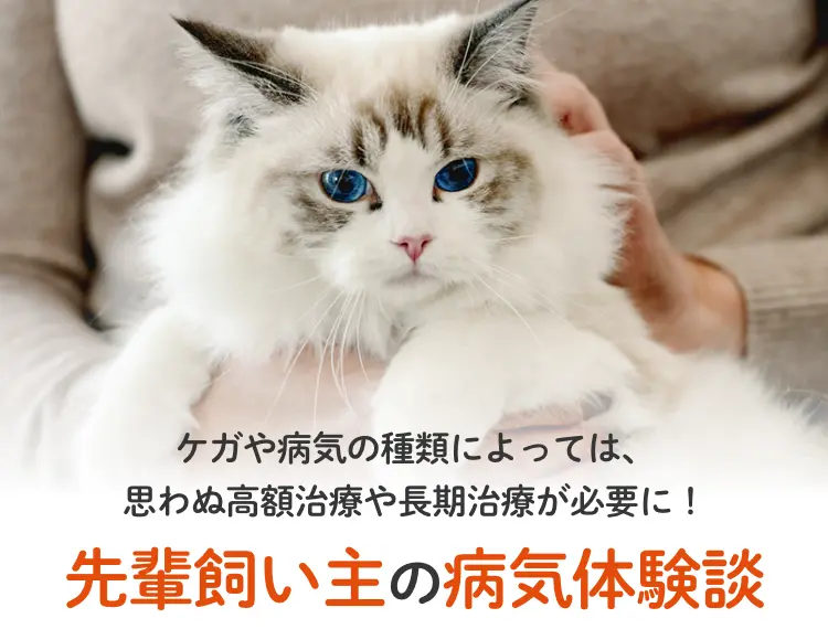 病気やケガの種類によっては、思わぬ高額治療や長期治療が必要に！ 猫飼い主先輩の病気体験談