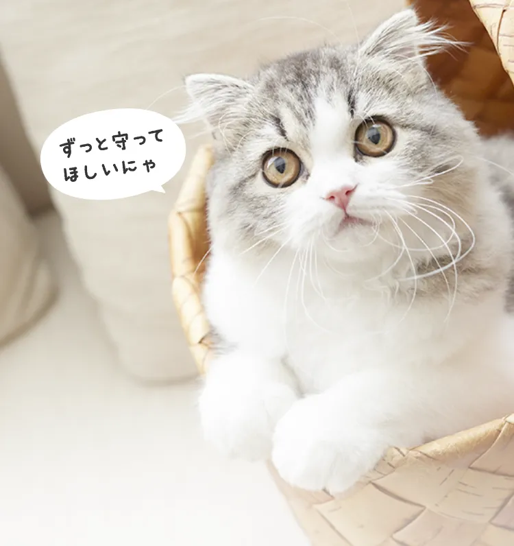 背景画像