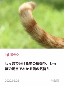 しっぽで分ける猫の種類や、しっぽの動きでわかる猫の気持ち