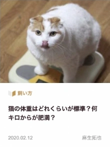 猫の体重はどれくらいが標準?何キロからが肥満?