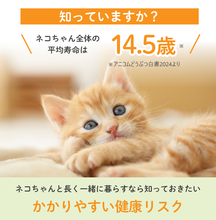 ネコちゃんと長く一緒に暮らすなら知っておきたい かかりやすい健康リスク
