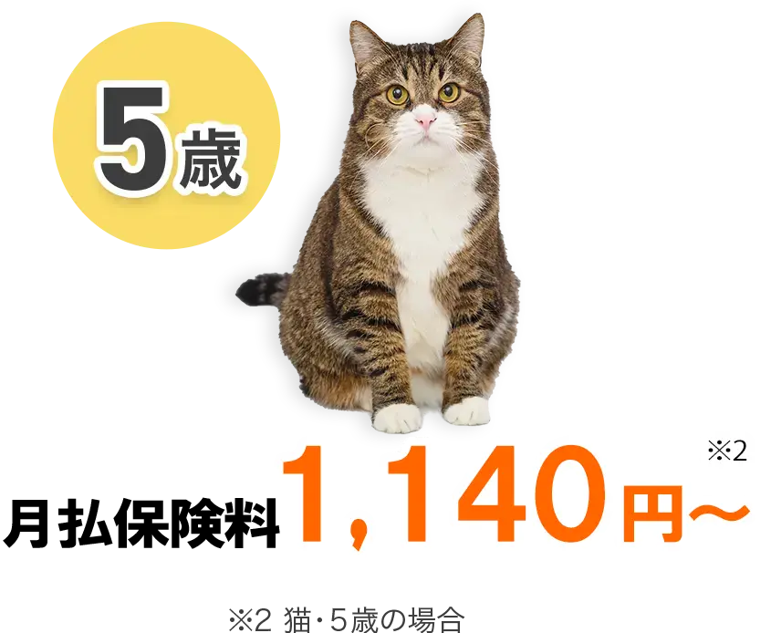 【5歳】月払保険料 1,140円～ ※2 猫・5歳の場合