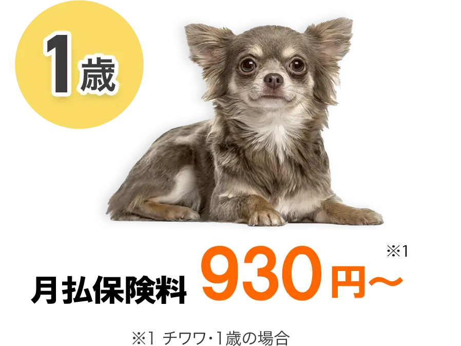 【1歳】月払保険料 1,020円～ ※1 チワワ・1歳の場合