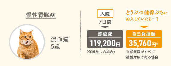 慢性腎臓病 混血猫5歳 入院7日間▶診療費119,200円（保険なしの場合） どうぶつ健保ぷちに加入していたら…？▶自己負担額35,760円※診療費がすべて補償対象である場合
