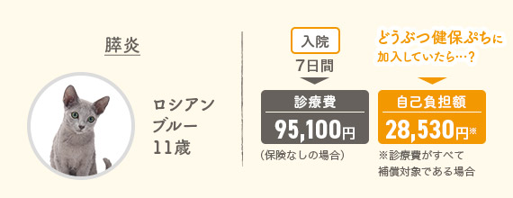 膵炎 ロシアンブルー11歳 入院7日間▶診療費95,100円（保険なしの場合） どうぶつ健保ぷちに加入していたら…？▶自己負担額28,530円※診療費がすべて補償対象である場合