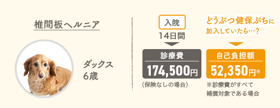 椎間板ヘルニア ダックス6歳 入院14日間▶診療費174,500円（保険なしの場合） どうぶつ健保ぷちに加入していたら…？▶自己負担額52,350円※診療費がすべて補償対象である場合
