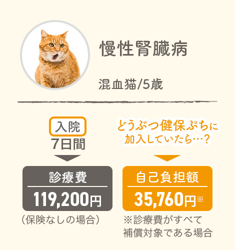 慢性腎臓病 混血猫5歳 入院7日間▶診療費119,200円（保険なしの場合） どうぶつ健保ぷちに加入していたら…？▶自己負担額35,760円※診療費がすべて補償対象である場合