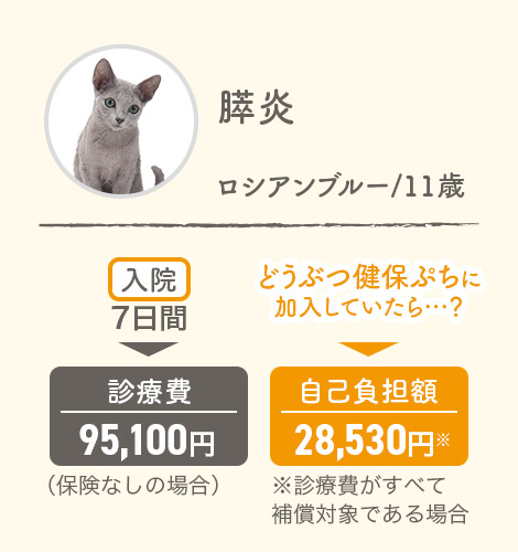膵炎 ロシアンブルー11歳 入院7日間▶診療費95,100円（保険なしの場合） どうぶつ健保ぷちに加入していたら…？▶自己負担額28,530円※診療費がすべて補償対象である場合