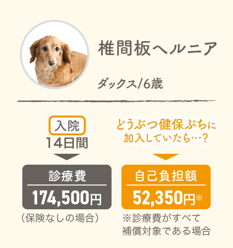 椎間板ヘルニア ダックス6歳 入院14日間▶診療費174,500円（保険なしの場合） どうぶつ健保ぷちに加入していたら…？▶自己負担額52,350円※診療費がすべて補償対象である場合