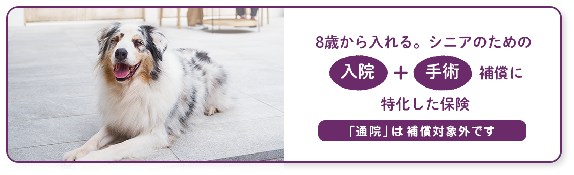 シニアのための入院+手術補償に特化した保険