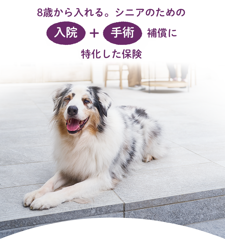 シニアのための入院+手術補償に特化した保険