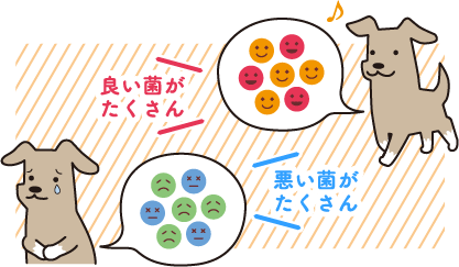 うんちを調べると、体の中からペットを知ることができる！