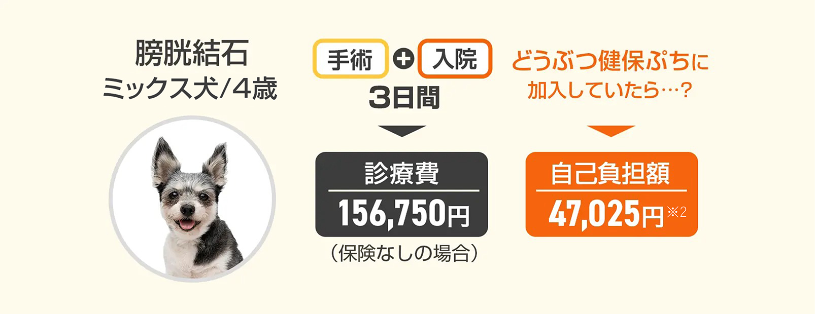 『膀胱結石』ミックス/4歳の場合