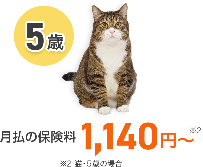 【5歳】月払の保険料 1,140円～ ※2 猫・5歳の場合