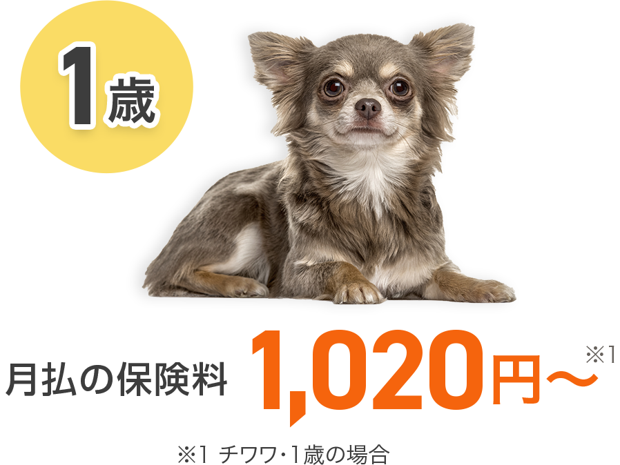 【1歳】月払の保険料 1,020円～ ※1 チワワ・1歳の場合