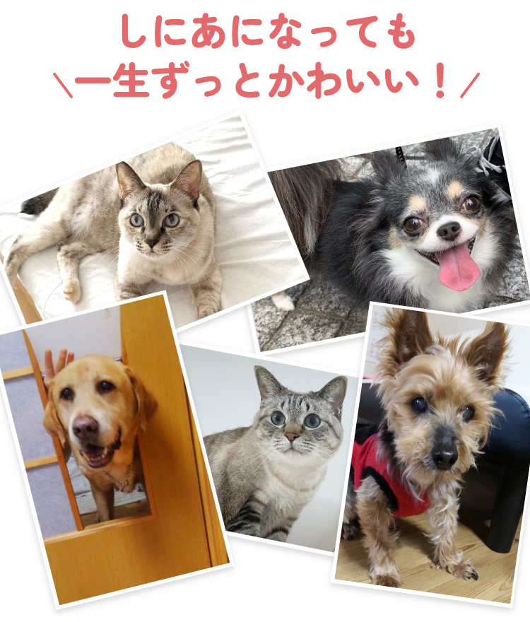 イメージ画像
