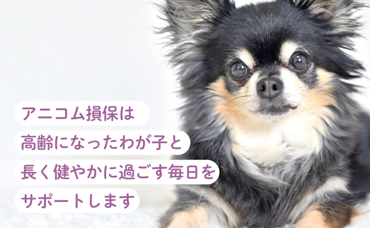 アニコム損保は高齢になったわが子と長く健やかに過ごす毎日をサポートします