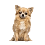 チワワ