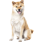 柴犬（豆柴含む）