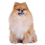 ミニチュア・ダックスフンド