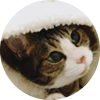 ねこ