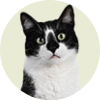 ねこ