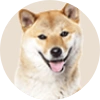 柴犬
