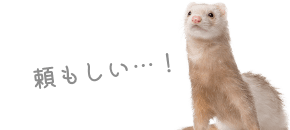 フェレット