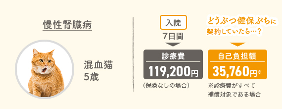 猫の事例