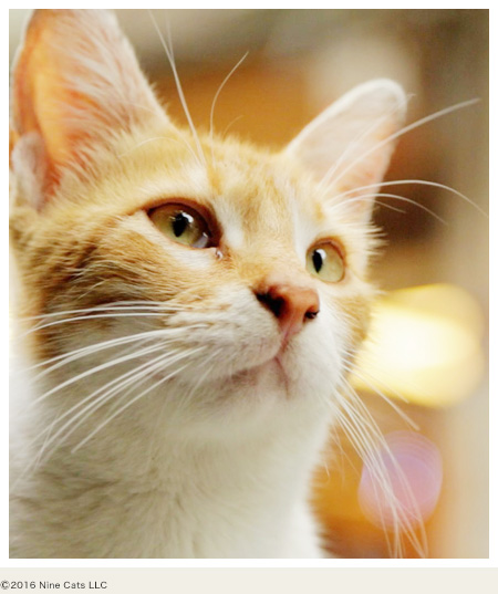 ©2016 Nine Cats LLC
