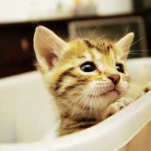 お風呂に入る子猫の画像