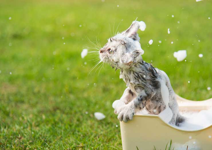 子猫のお風呂の入れ方 シャンプーは 猫との暮らし大百科