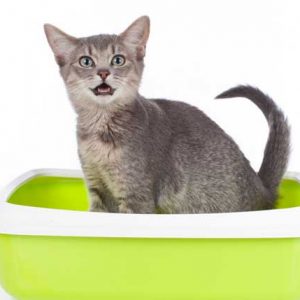 トイレで用を足す猫