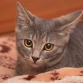 布団の中で伏せる子猫の画像