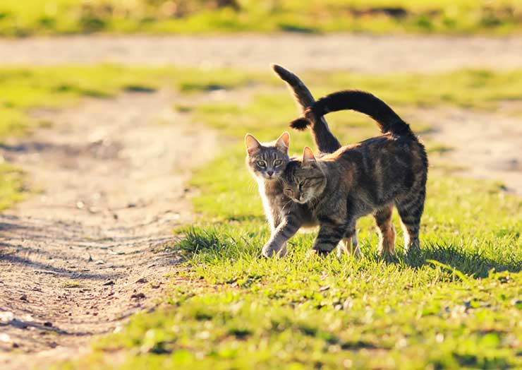 の いつ 猫 発情 期