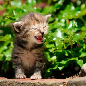 植え込みの中で鳴く子猫